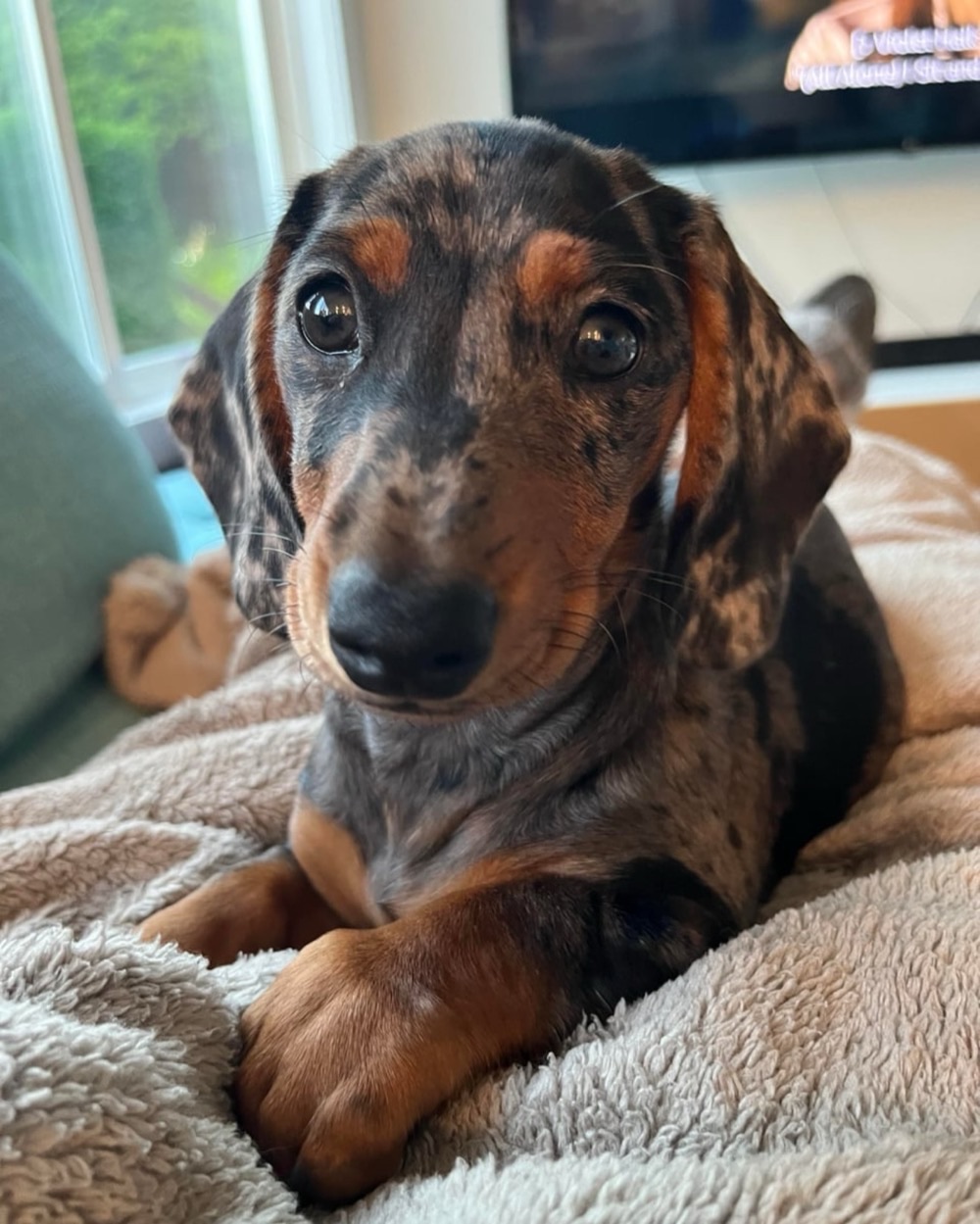 Our Company Wiener